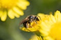 On a yellow flower, a bee collects nectar, Royalty Free Stock Photo