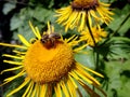 Yellow flower and bee, Flower elecampane, Royalty Free Stock Photo