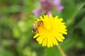 Yellow Flower with a Bee. Royalty Free Stock Photo