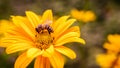 Yellow flower with bee inside Royalty Free Stock Photo