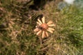 Yellow flower with bee on top in the mountains Royalty Free Stock Photo