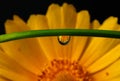 A yellow flower being reflected in a water droplet. Royalty Free Stock Photo