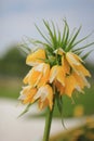 Yellow flower bell in the flowerbed Royalty Free Stock Photo