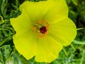 A yellow flower  the best flower closeup on dreamstime Royalty Free Stock Photo