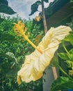 Yellow flower with big anthers and polen