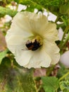 Yellow flower with big bumble bee inside of it Royalty Free Stock Photo