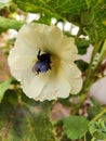 Yellow flower with big bumble bee inside of it Royalty Free Stock Photo