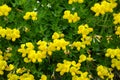 Yellow flower Birdsfoot Trefoil  Lotus Alpinus Royalty Free Stock Photo