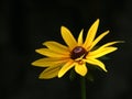 Yellow flower on the black background