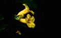 Yellow flower Black background dark Royalty Free Stock Photo