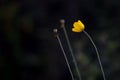 YELLOW FLOWER BLACK BACKGROUND Royalty Free Stock Photo