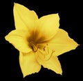 Yellow flower, black isolated background with clipping path. Closeup. no shadows.Hippeastrum. Royalty Free Stock Photo