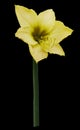 Yellow flower, black isolated background with clipping path. Closeup. no shadows. Shot of yellow Colored. Royalty Free Stock Photo