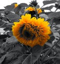 Blooming Sunflower With Metaphoric Black Leaves