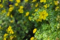 Yellow flower bloodroot cinquefoil blossom close-up, cute spring background cinquefoil flower