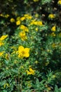 Yellow flower bloodroot cinquefoil blossom close-up, natural cinquefoil flower vertical photography