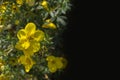 Yellow flower bloodroot cinquefoil blossom in dark background background postcard