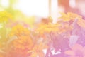 Yellow flower Bloom and floral soft blur background Royalty Free Stock Photo