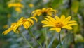 Yellow flower in bloom with soft background Royalty Free Stock Photo