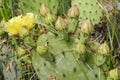 Yellow flower bloom on prickly pear cactus closeup Royalty Free Stock Photo
