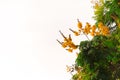 Yellow flower bloom between tree leaves, white background Royalty Free Stock Photo