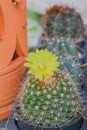 Yellow flower blooming on cactus in black plastic flower pot and gravel. Small plant in nursery garden Royalty Free Stock Photo