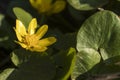 Yellow flower blooming - Caltha palustris, Kingcup, Marsh Marigold. Early spring blossom. Small golden flowers, perennial