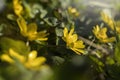 Yellow flower blooming - Caltha palustris, Kingcup, Marsh Marigold. Early spring blossom. Small golden flowers, perennial