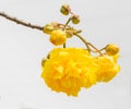 ,yellow flower blooming on Royalty Free Stock Photo