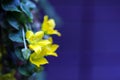 Yellow flower blooming on dark ground Royalty Free Stock Photo