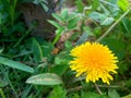 Yellow flower blooming in the field, dandelion flowers, blooming in spring, dandelion petals, flower in green grass Royalty Free Stock Photo