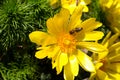 Yellow flower blooming. Outdoor view of Euryops pectinatus shrub, also called grey-leaved euryops, in the family Asteraceae. Daisy Royalty Free Stock Photo