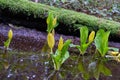 Yellow flower blooms in forest, British Columbia Royalty Free Stock Photo