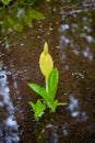 Yellow flower blooms in forest, British Columbia Royalty Free Stock Photo