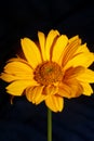 Yellow flower blossom close up botanical background heliopsis helianthoides family compositae big size metal prints high quality