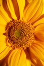 Yellow flower blossom close up botanical background heliopsis helianthoides family compositae big size metal prints high quality