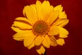 Yellow flower blossom close up botanical background heliopsis helianthoides family compositae big size metal prints high quality