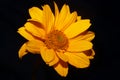 Yellow flower blossom close up botanical background heliopsis helianthoides family compositae big size metal prints high quality