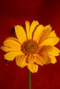 Yellow flower blossom close up botanical background heliopsis helianthoides family compositae big size metal prints high quality