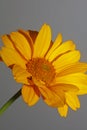 Yellow flower blossom close up botanical background heliopsis helianthoides family compositae big size metal prints high quality