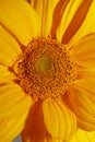 Yellow flower blossom close up botanical background heliopsis helianthoides family compositae big size metal prints high quality