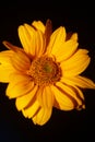 Yellow flower blossom close up botanical background heliopsis helianthoides family compositae big size metal prints high quality