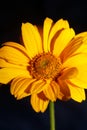 Yellow flower blossom close up botanical background heliopsis helianthoides family compositae big size metal prints high quality