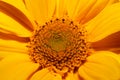 Yellow flower blossom close up botanical background heliopsis helianthoides family compositae big size metal prints high quality