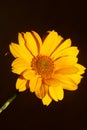 Yellow flower blossom close up botanical background heliopsis helianthoides family compositae big size metal prints high quality