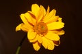 Yellow flower blossom close up botanical background heliopsis helianthoides family compositae big size metal prints high quality