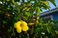 yellow flower blossom close up botany bush vegetation Royalty Free Stock Photo