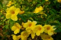 yellow flower blossom exotic garden shrub summer Royalty Free Stock Photo
