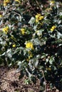 Yellow flower blossoming macro background high quality berberis aquifolium family berberidaceae