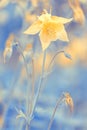 Yellow flower on a blue background, beautiful natural background. Spring abstract nature. Selective focus Royalty Free Stock Photo